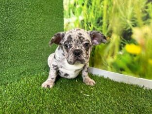 French Bulldog male Puppy for sale 007996304